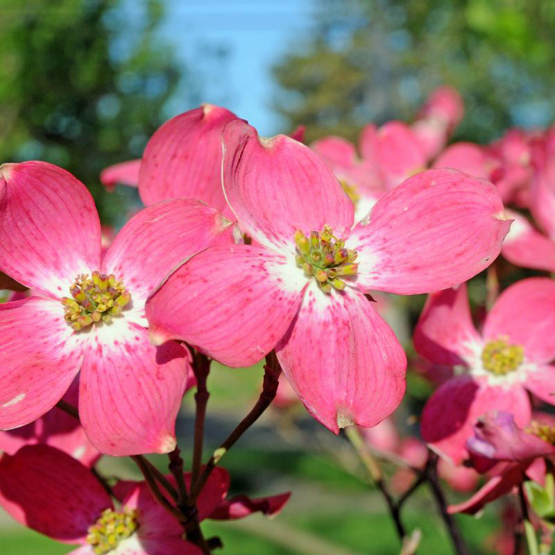 Red Dogwood Tree