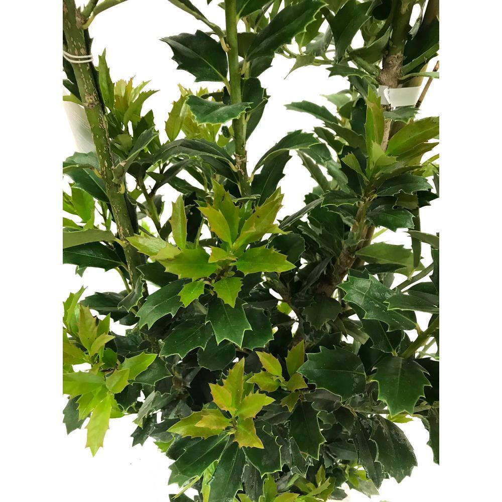 Oakleaf Holly Evergreen Tree HOLOAK07G