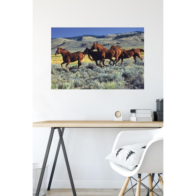 Trends International Animals Horses Running On The Planes Unframed Wall Poster Prints