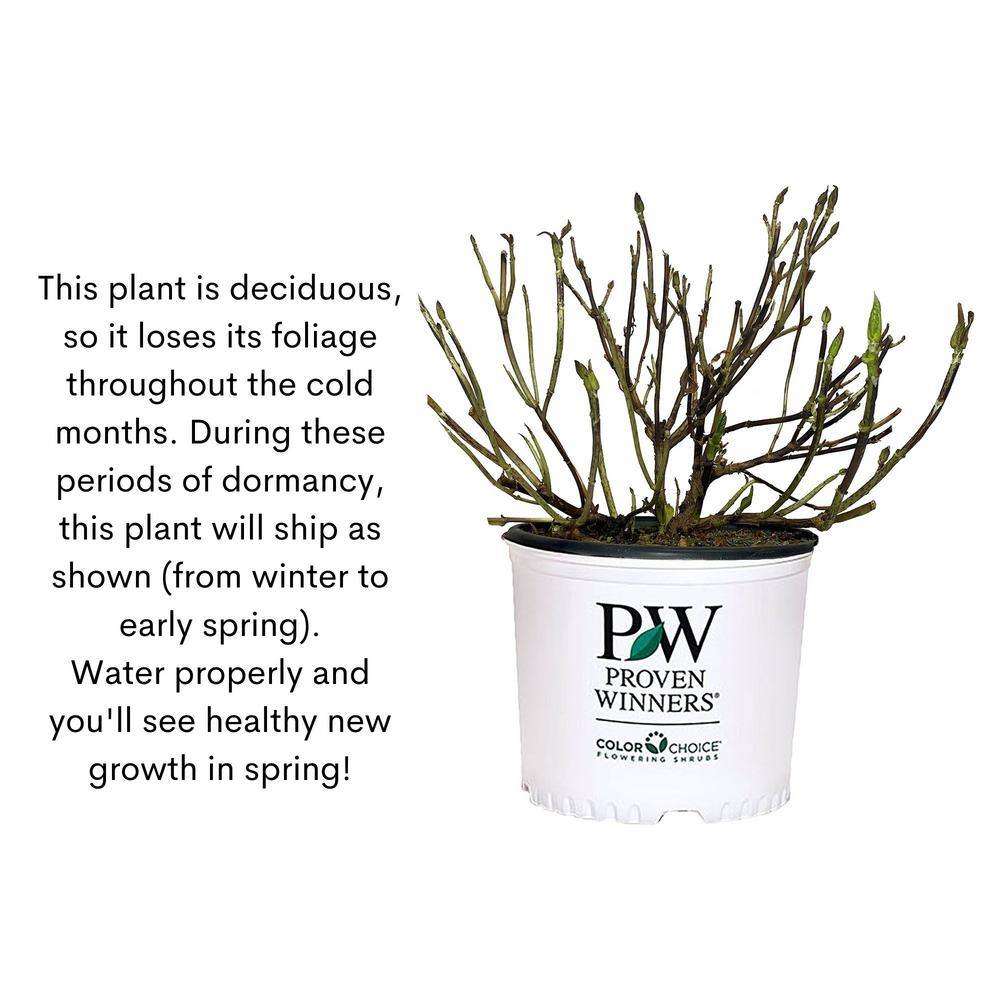 PROVEN WINNERS 2 Gal. Double Play Doozie (Spirea) Live Shrub with Pink Flowers 14737