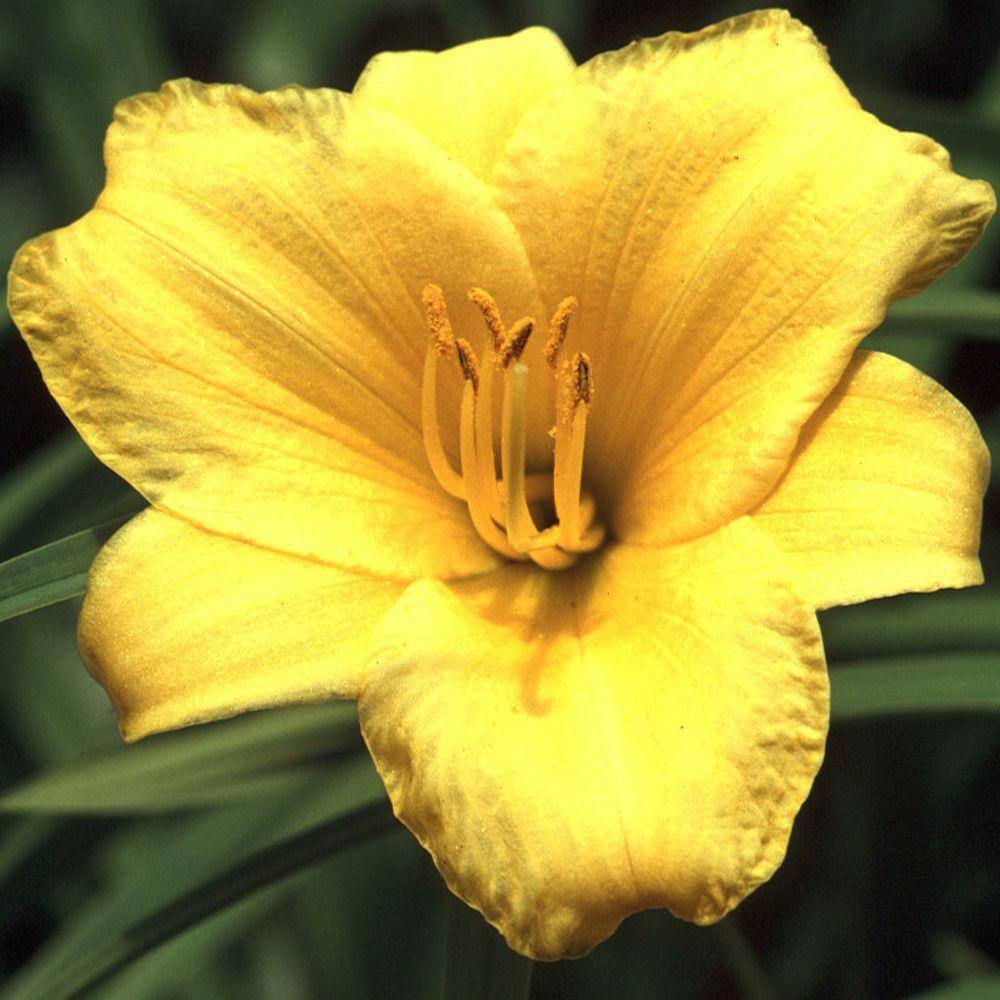 FLOWERWOOD 2.5 Qt. Stella De Oro Daylily Live Perennial Plant Yellow Flowers 2328Q