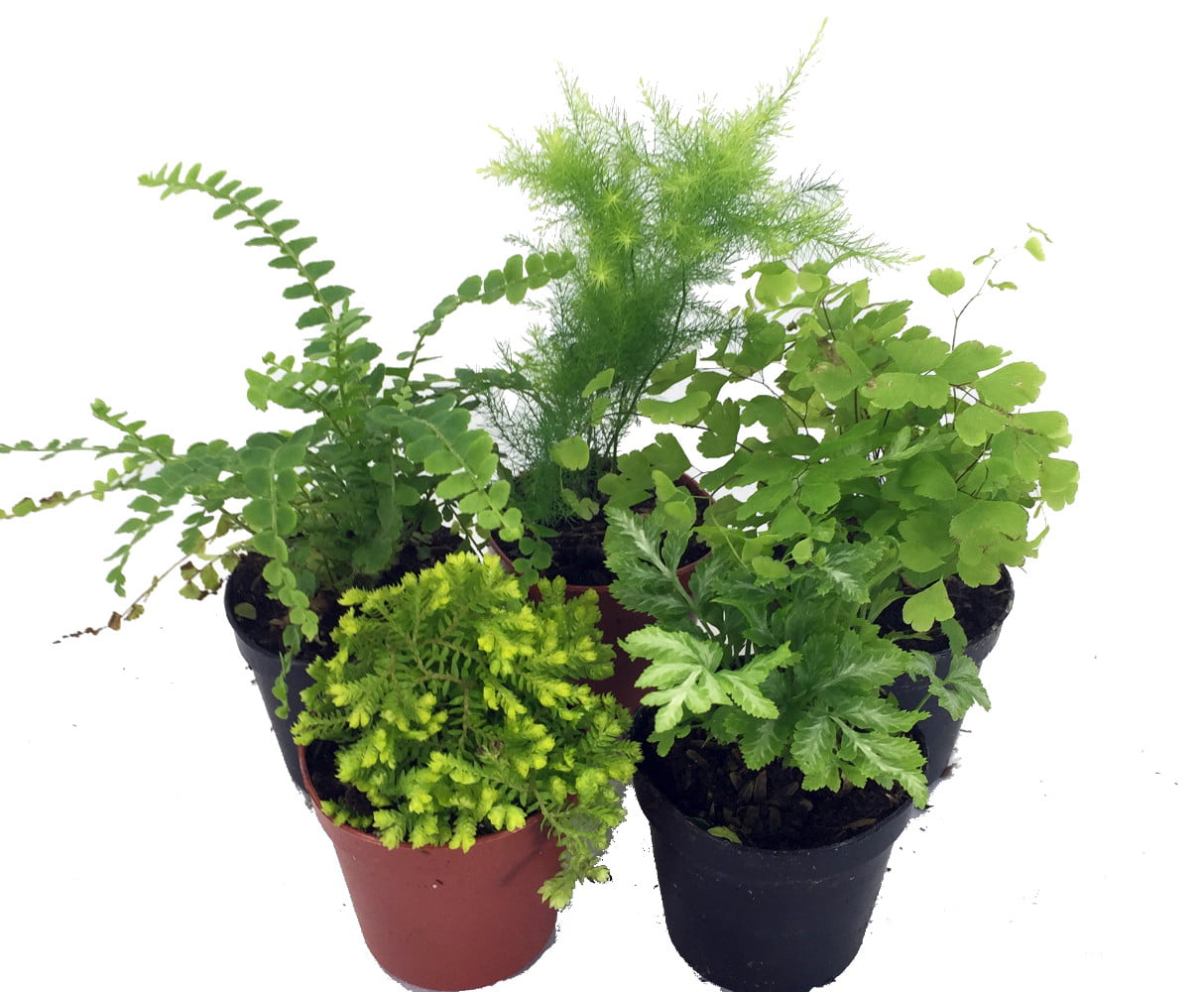 Mini Ferns for Terrariums/Fairy Garden - 5 Different Plants-2