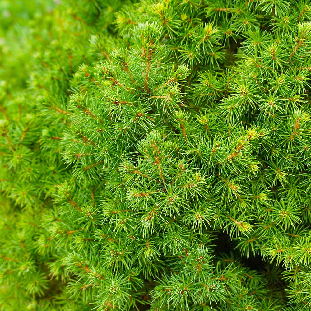 Dwarf Alberta Spruce