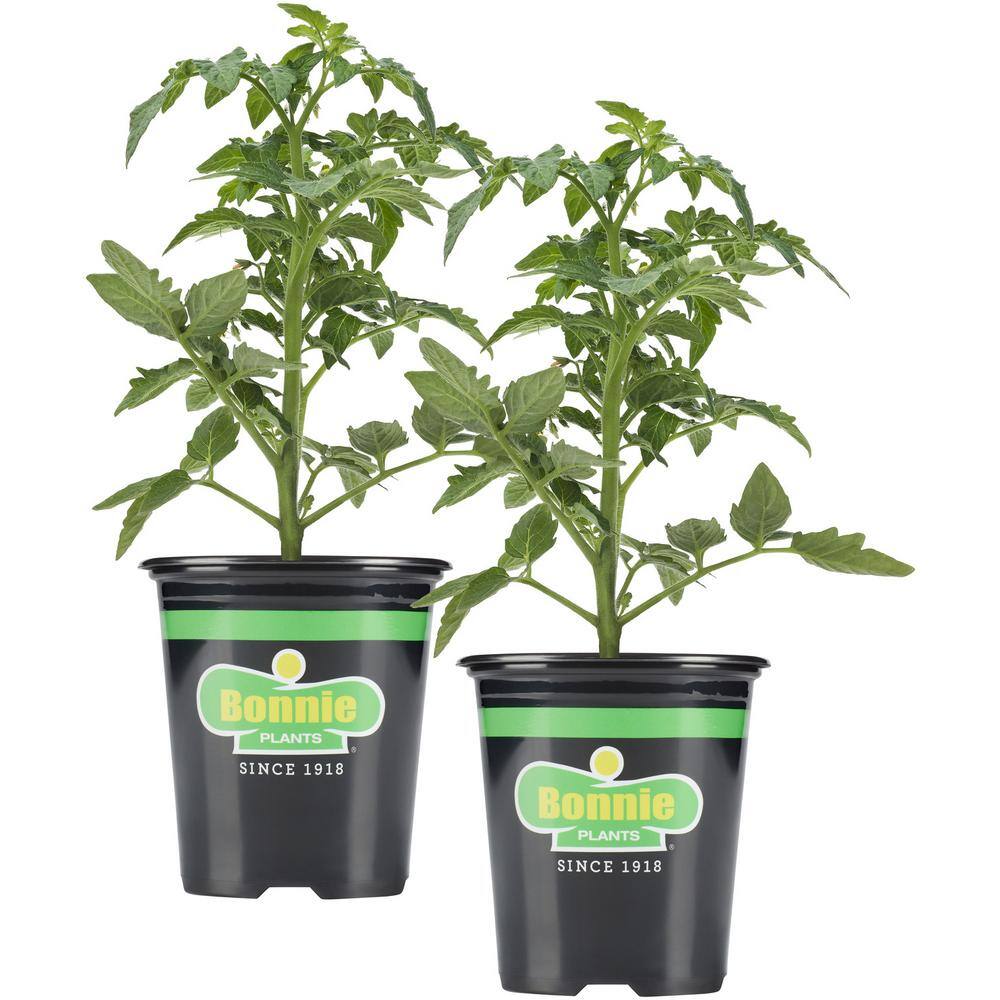 Bonnie Plants 19 oz. Celebrity Tomato Plant (2-Pack) 202050