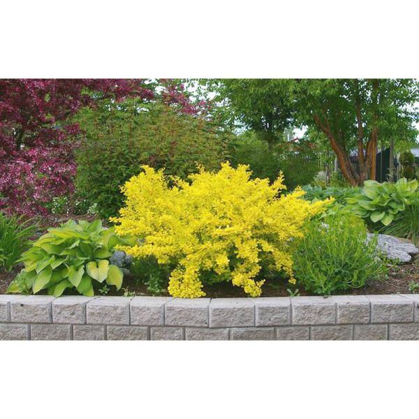 Online Orchards 1 Gal. Dwarf Golden Barberry Shrub with Exceptionally Bright Yellow Foliage SBBB002
