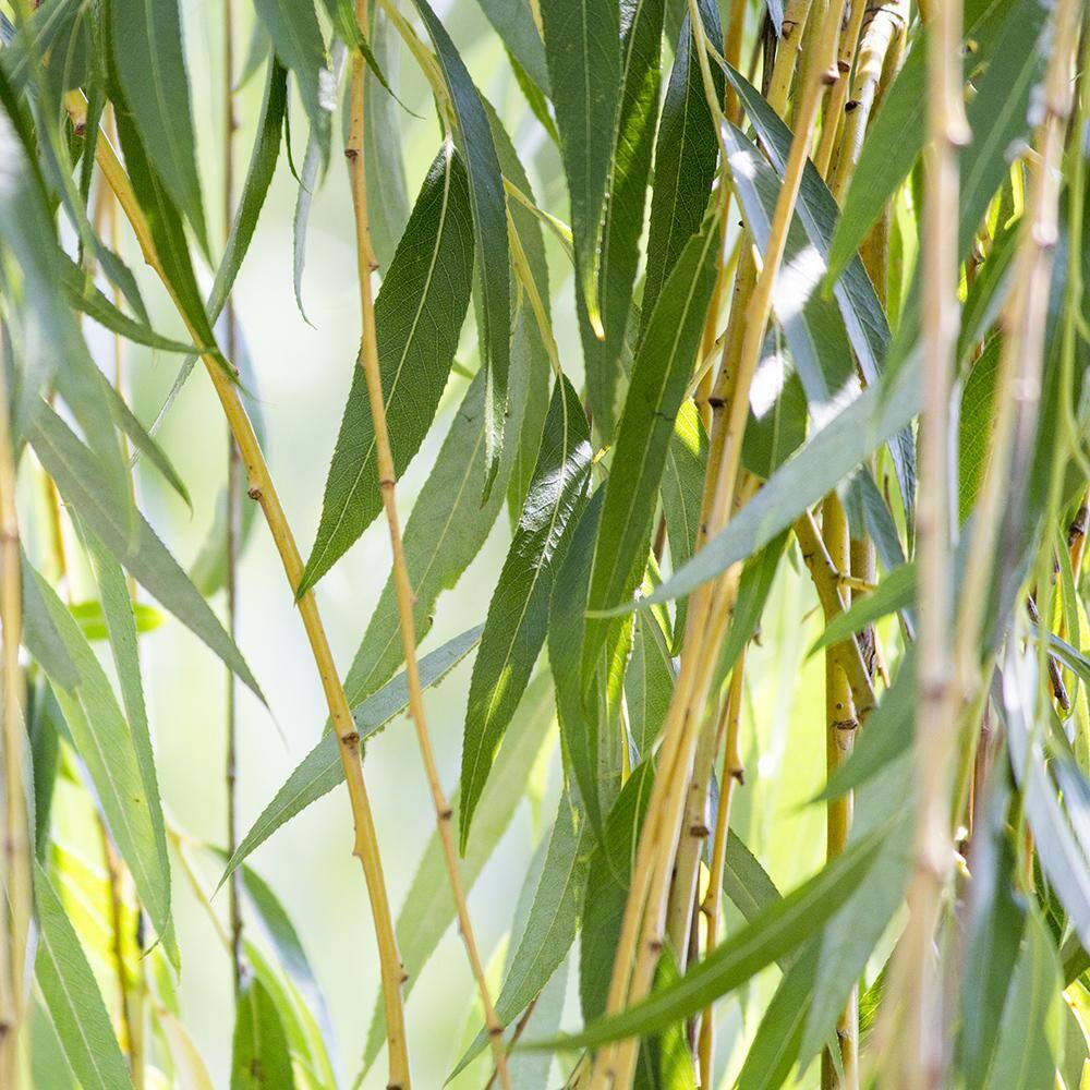 5 Gal. Weeping Willow Tree (2-Pack) THD00176