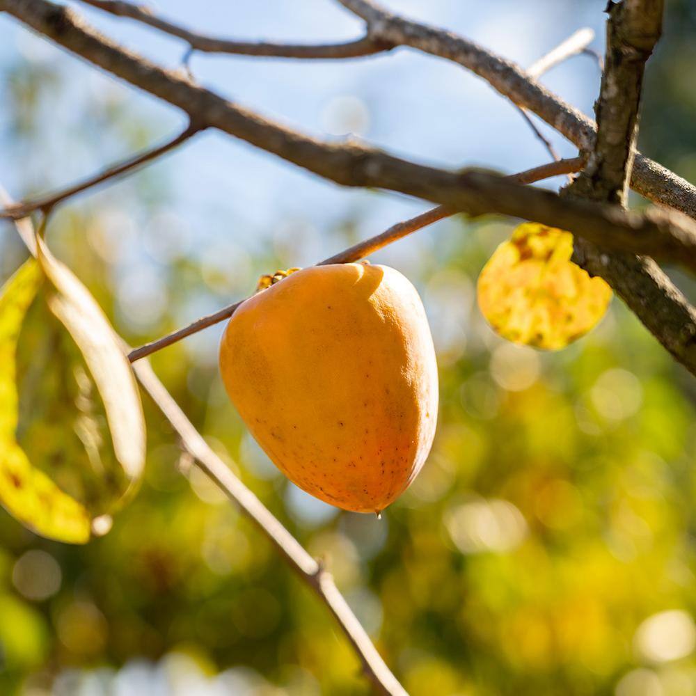 Perfect Plants Tanenashi Persimmon Tree 3 gal. Growers Pot Fruit Bearing Persimmon Tree THD-TanenashiPer-3G