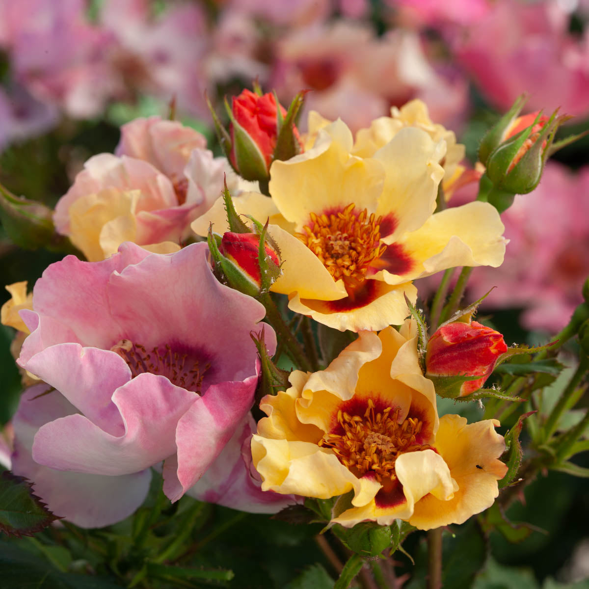 In Your Eyes Dormant Bare Root Shrub Rose， Includes one dormant plant per order