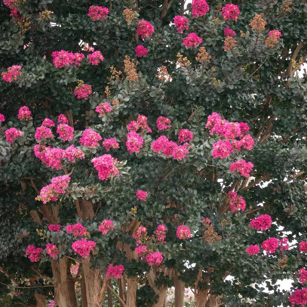 FIRST EDITIONS 2 Gal. Plum Magic Crape Myrtle Flowering Shrub with Fuschia Pink Flowers 14845