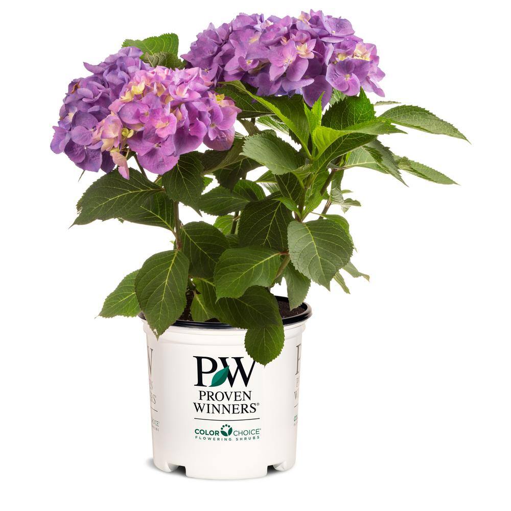 PROVEN WINNERS 4.5 in. qt. Let's Dance Lovable Bigleaf Hydrangea (Macrophylla) with Pink Purple and Blue Flowers HYDPRC2577800