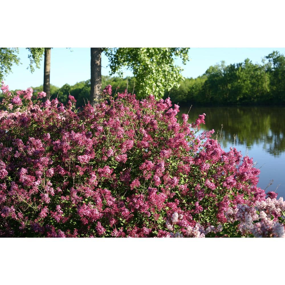 PROVEN WINNERS 2 Gal. Bloomerang Dark Purple Reblooming Lilac (Syringa) Live Shrub with Deep Purple Flowers PWSPA2BLM1PK