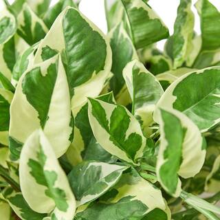 Pothos N'Joy Epipremnum Pinnatum Plant in 6 in. Grower Pot 6_POTHOS_NJOY