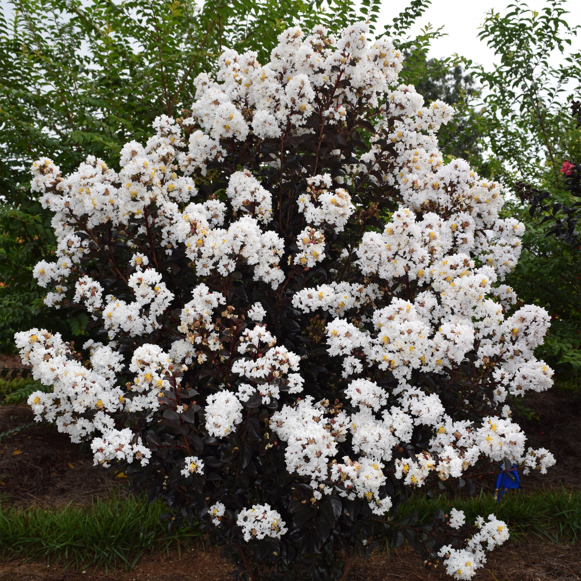 3g First Editions Crape Myrtle Lunar Magic Live Shrub