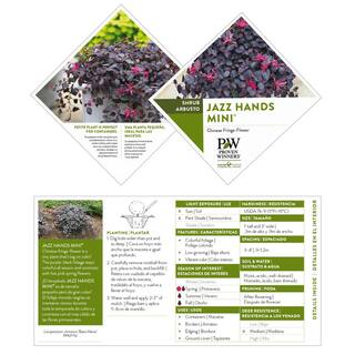 PROVEN WINNERS 2 Gal. Jazz Hands Mini Loropetalum Shrub with Black-Purple Foliage 16611