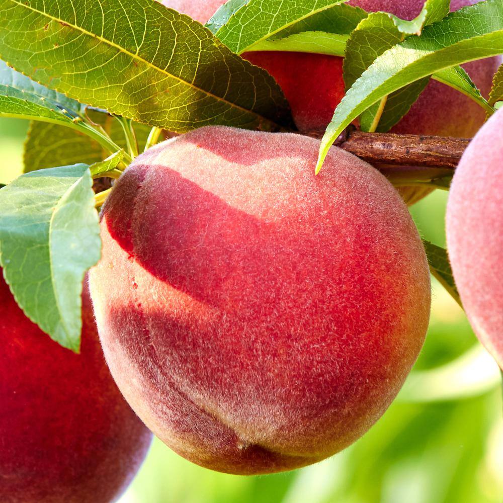 1 Gal. Contender Peach Tree PCHCON01G