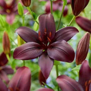 Garden State Bulb 14 cm16 cm Black Charm Asiatic Lily Flower Bulbs (Bag of 10) ECS-50-10-01