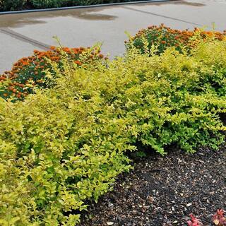 SOUTHERN LIVING 2 Gal. Sunshine Privet Ligustrum Evergreen Shrub Golden-Yellow Foliage 39532