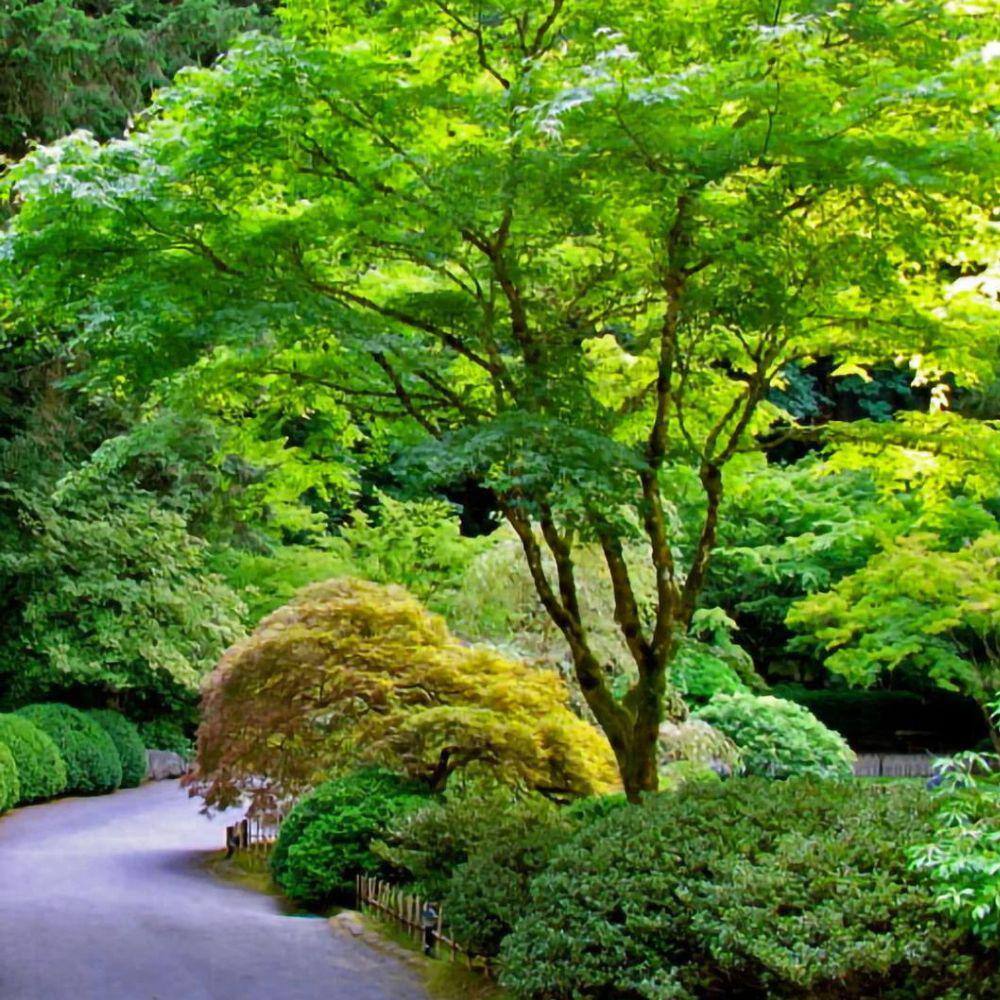 5 Gal. Green Japanese Maple Ornamental Tree MAPJGR05G