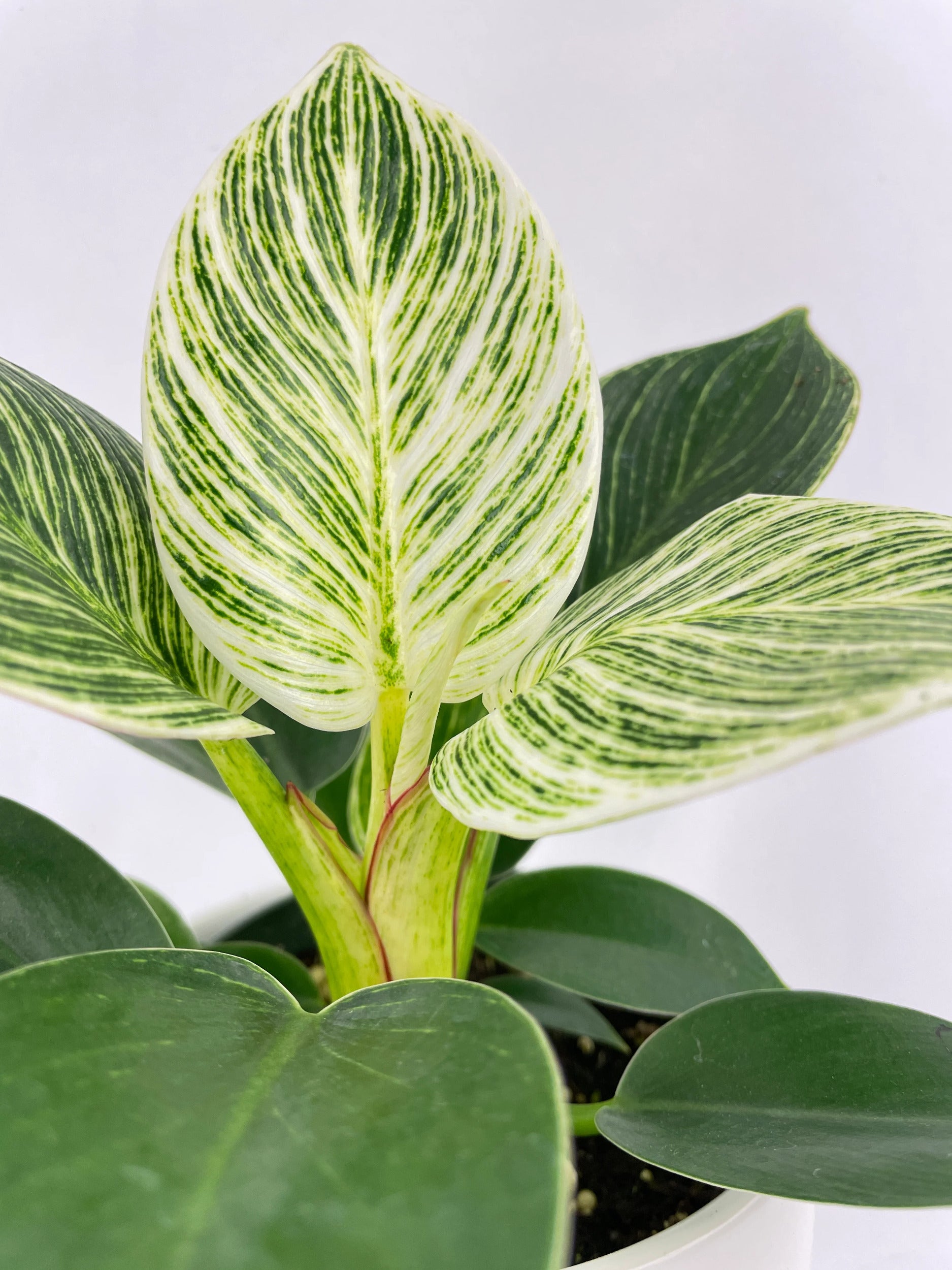 Philodendron Birkin Variegata