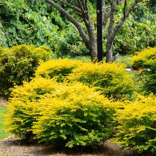 SOUTHERN LIVING 2.5 Qt. Sunshine Ligustrum Evergreen Shrub Bright Golden-Yellow Foliage 3953Q