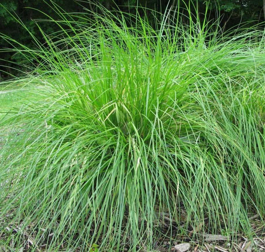 Classy Groundcovers - Carex appalachica   {25 Pots - 3 1/2 inch Square}