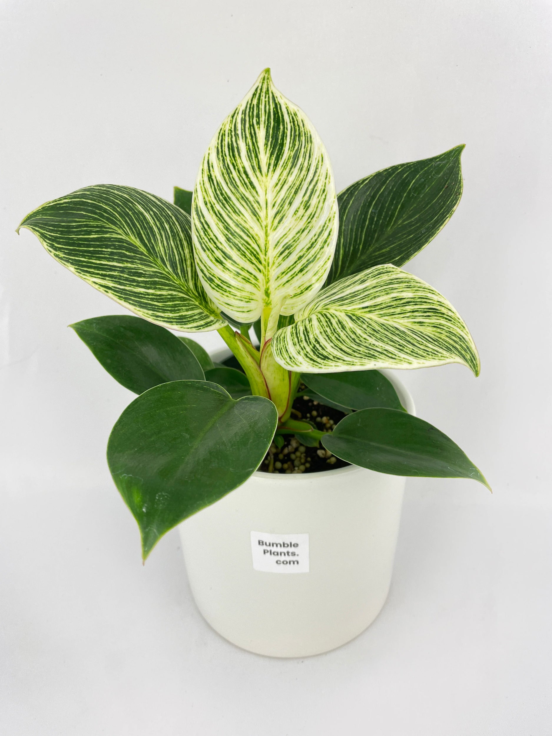 Philodendron Birkin Variegata