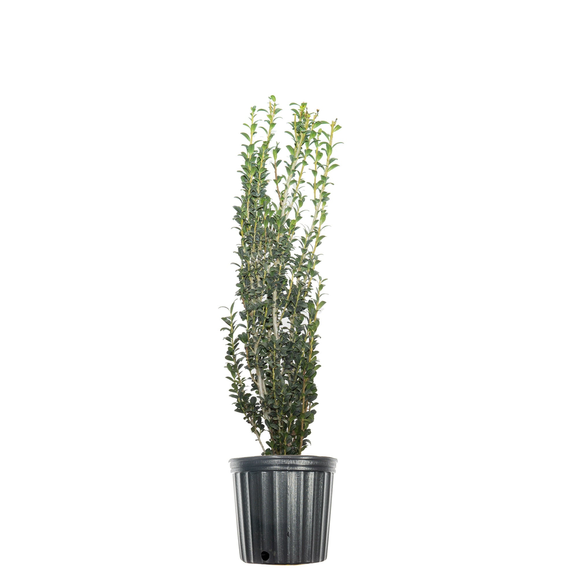 1 Gal. Sky Pencil Holly - Vertical Accent Plant - Low Maintenance