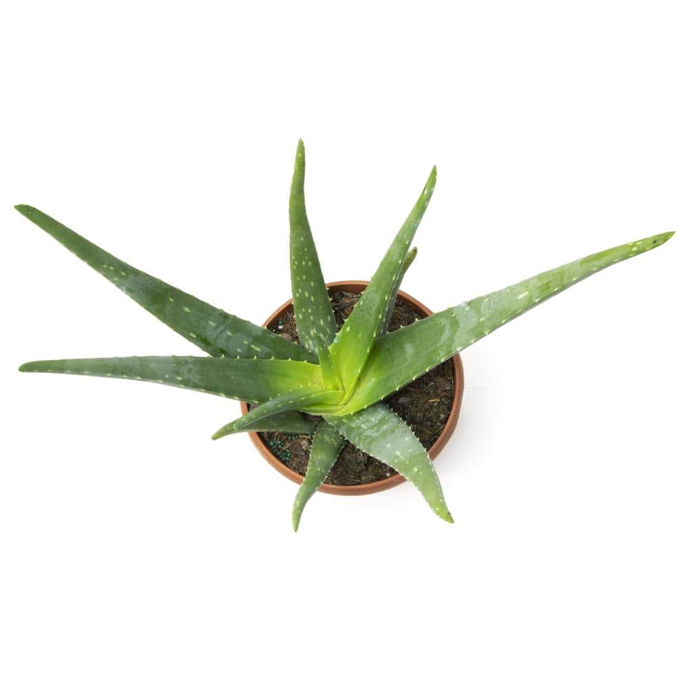 ALTMAN PLANTS 6 in. Single Aloe Vera in Panterra Clay Deco Pot 0872602