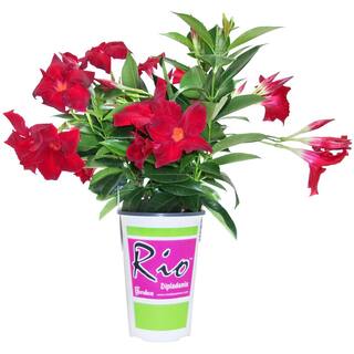 Rio 1.5 Pint Dipladenia Flowering Annual Shrub with Red Blooms 1004098395