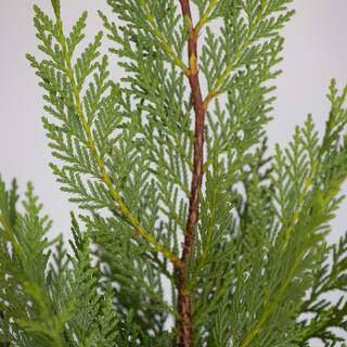 FLOWERWOOD 2.5 Qt. Leyland Cypress Live Evergreen Tree Rich Green Foliage 1237Q