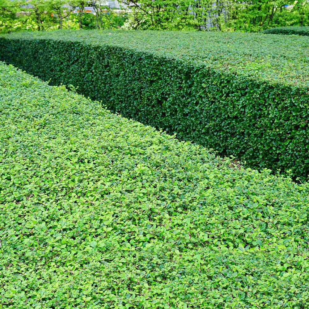 Titan Boxwood Shrub