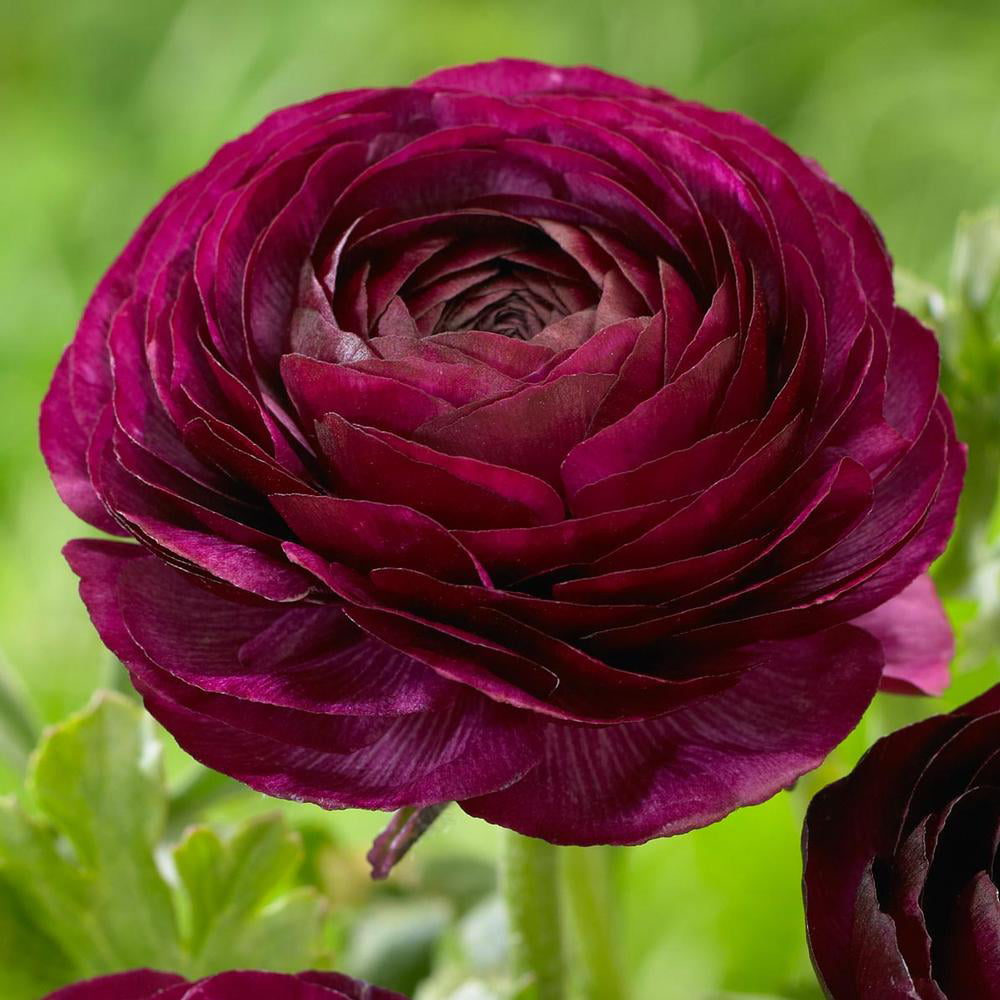 10 RANUNCULUS PURPLE SHADES BULBS