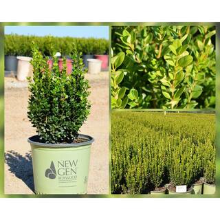 NewGen 3 Gal. Freedom Boxwood (Buxus) Live Plant Easy Care Evergreen Deer Resistant Shrub with Round Glossy Green Leaves 10432