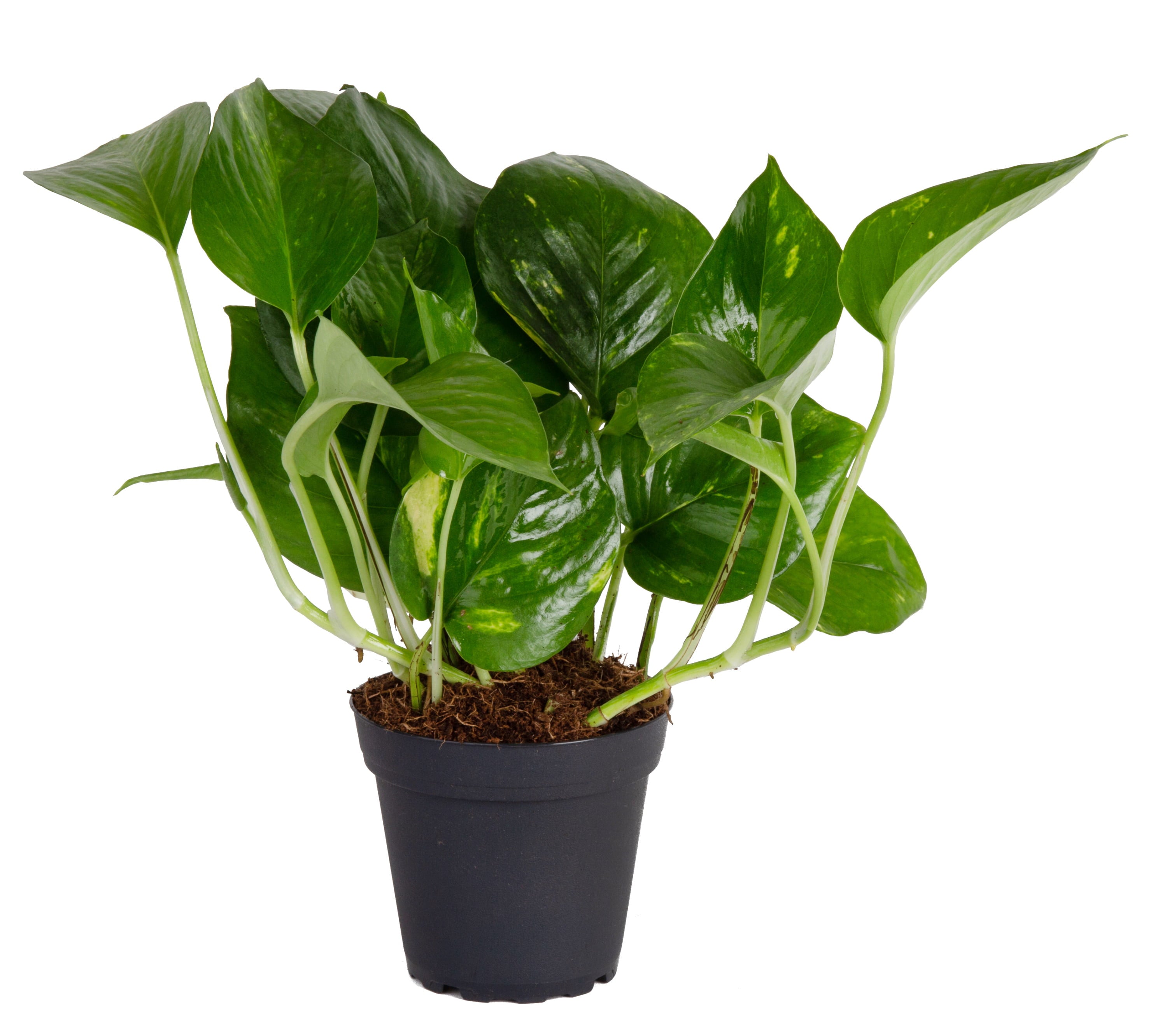 Costa Farms  Live Indoor 8in. Tall Green Devil's Ivy Pothos; Medium， Indirect Light Plant in 4in. Grower Pot