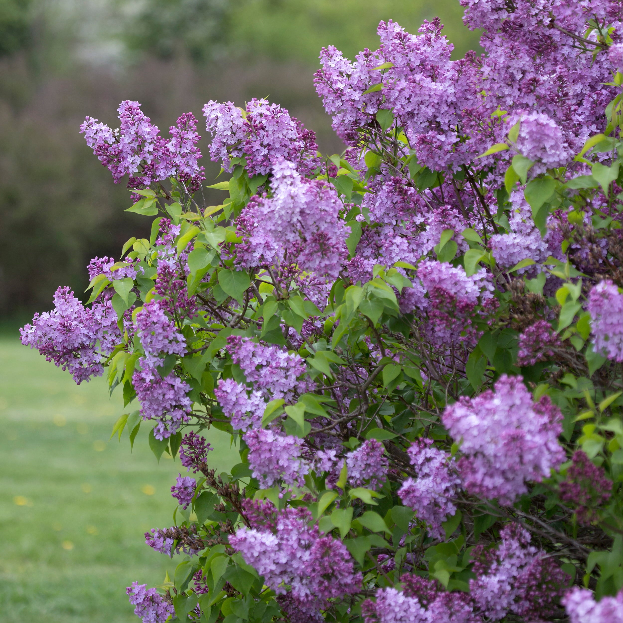 Garden State Bulb Common Purple Lilac Shrub， Live Bare Root (Bag of 1)