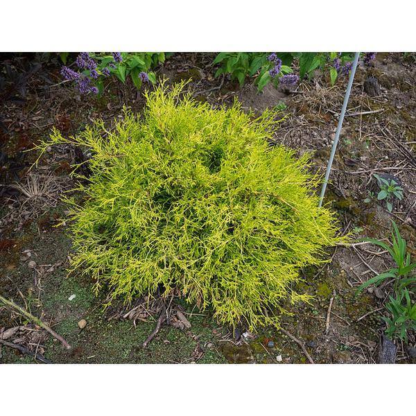 Online Orchards 1 Gal. Sungold Cypress Shrub with Unique Finely Textured Yellow Foliage EGTC003