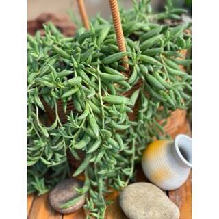 5 in. Senecio Radicans - String of Bananas with White Flowers Succulent Plants in Grower Hanging Pot hj-475