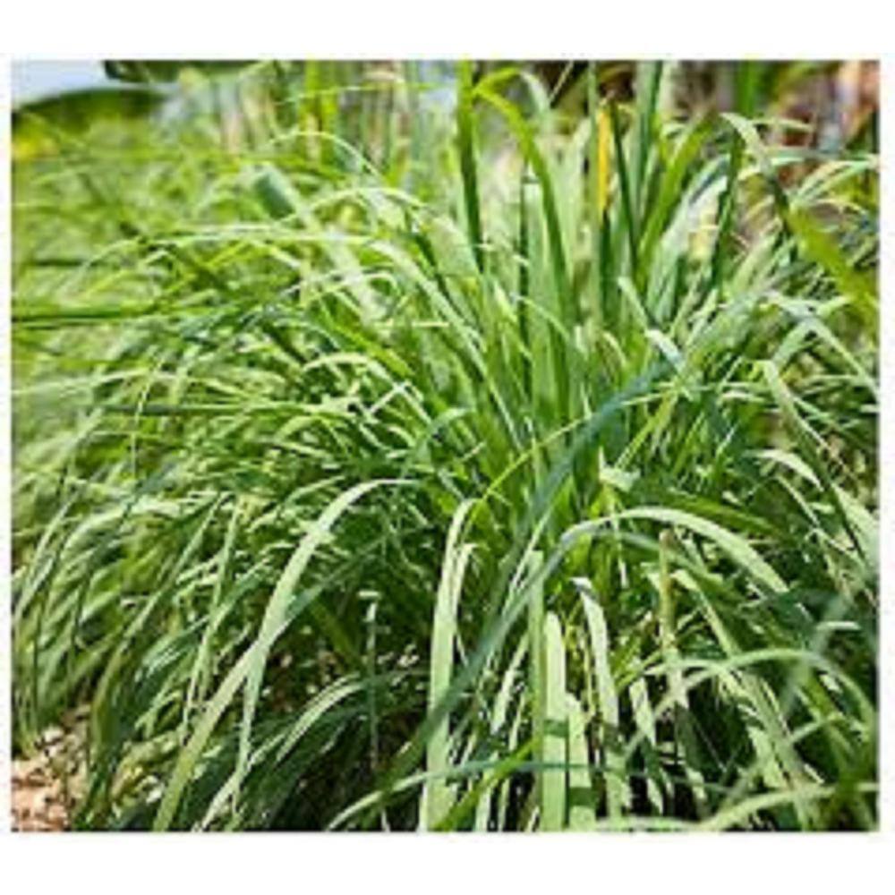 national PLANT NETWORK 2.5 Qt. Lemon Grass Plant HD1311