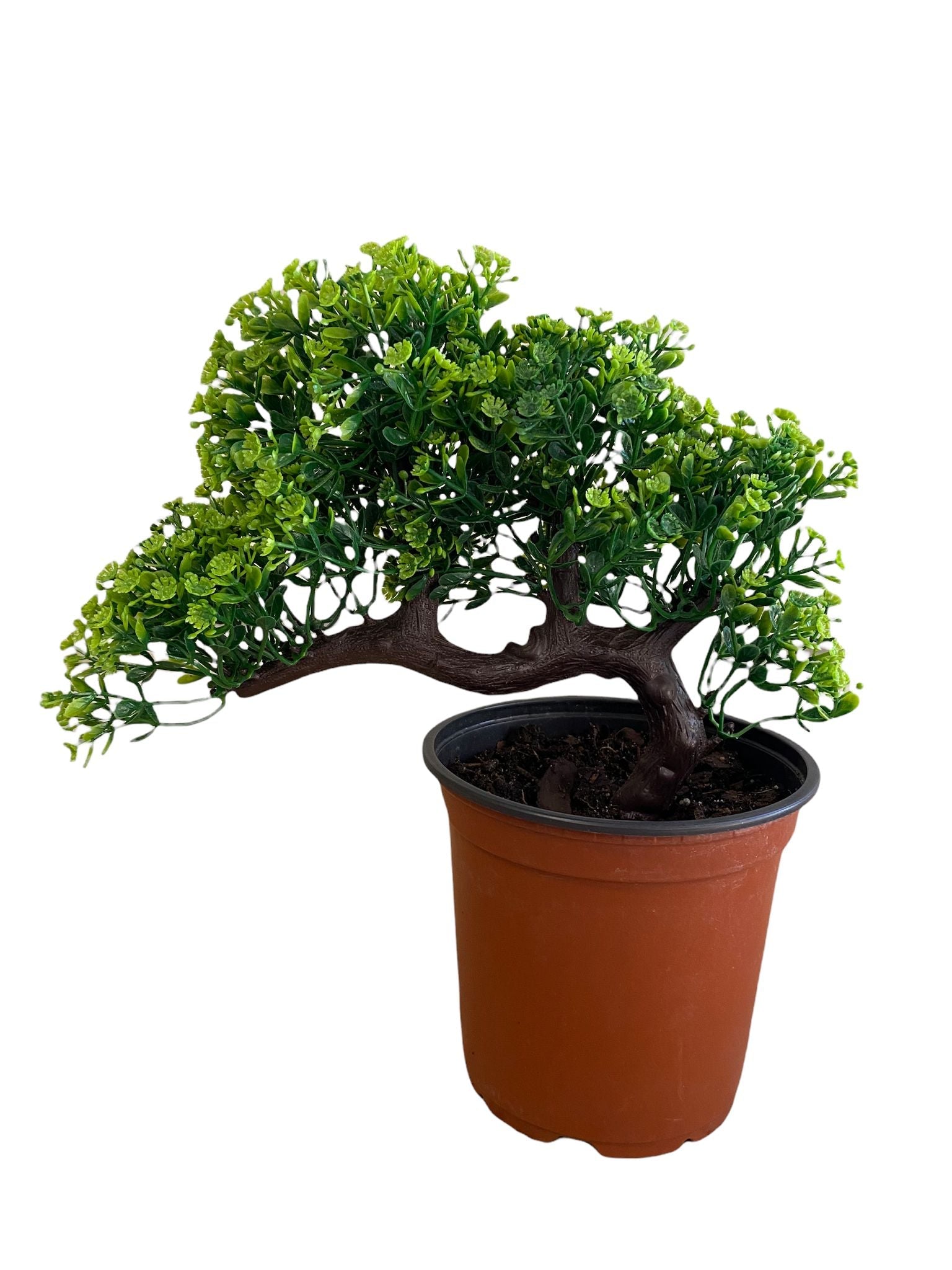 Gorgeous Sideways Bonsai with Very Attractive Pot