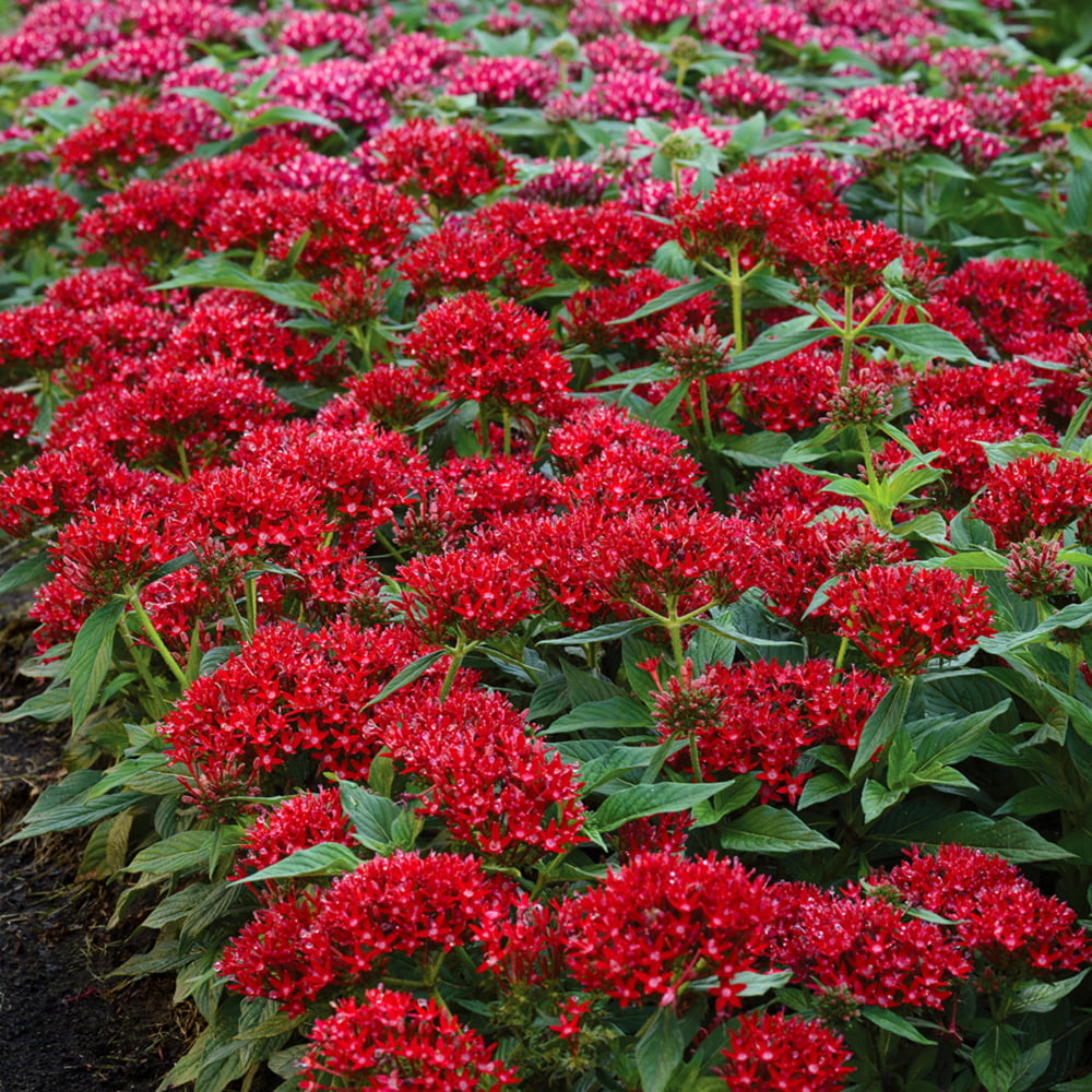 Altman Plants 4 in Pentas Red Plant Collection (4-Pack)