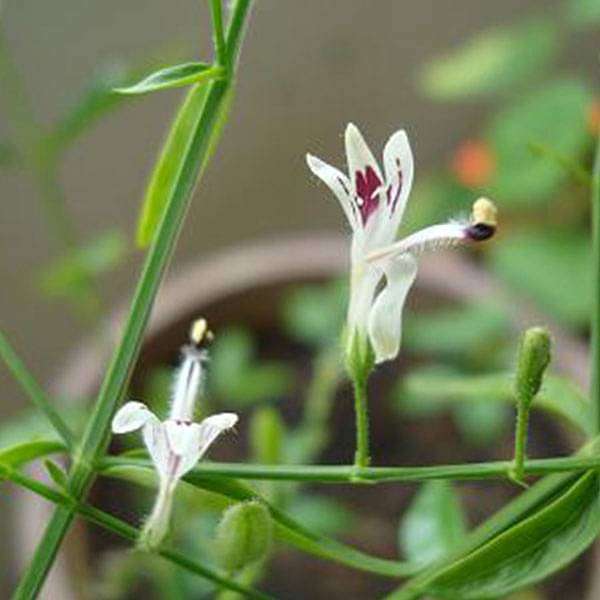 Andrographis Paniculata, Kalmegh - 0.5 kg Seeds