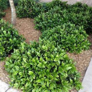 national PLANT NETWORK 2.25 Gal. Carissa Holly Plant HD7479