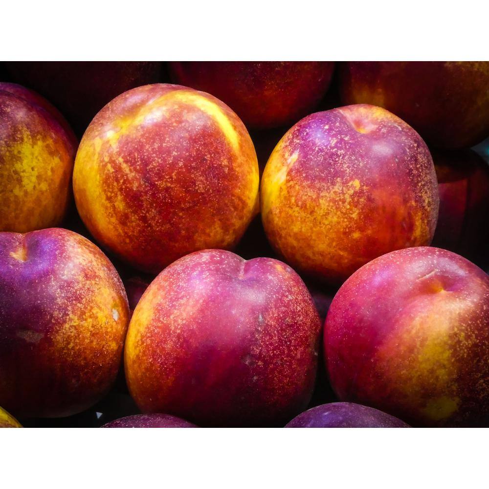 Online Orchards Flavortop Nectarine Tree Bare Root FTNC002