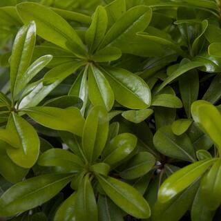 FLOWERWOOD 9.25 in. Pot - Green Pittosporum Evergreen Shrub Glossy Green Foliage 47853FL