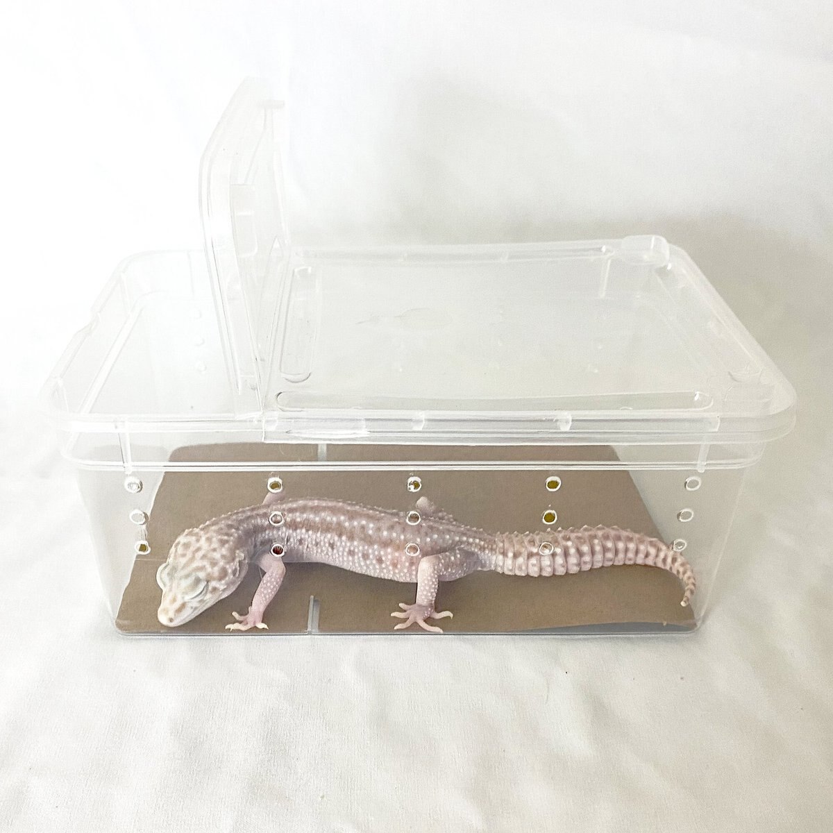 Symton Reptihome and Reptile Bedding Kit