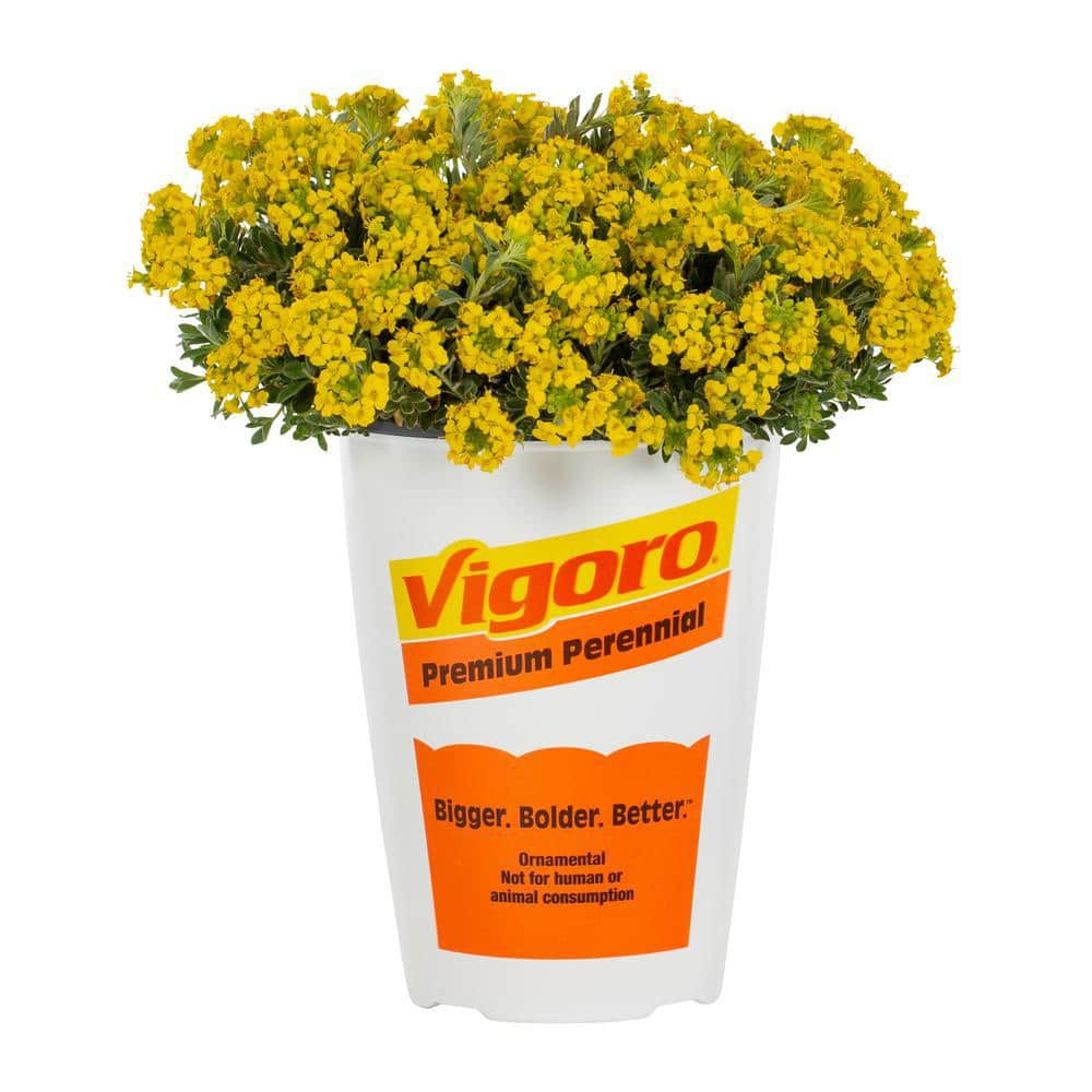 Vigoro 2 qt. Alyssum Sweet Alyssum Golden Spring Yellow Perennial Plant (3-Pack) 78536