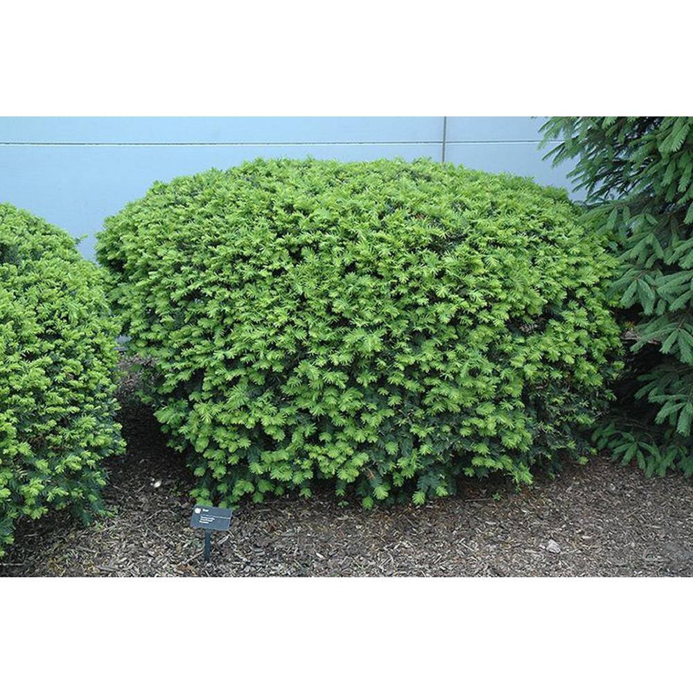 BELL NURSERY 3 Gal. Densiformis Yew (Taxus) Live Evergreen Shrub TAXUS3MDE1PK