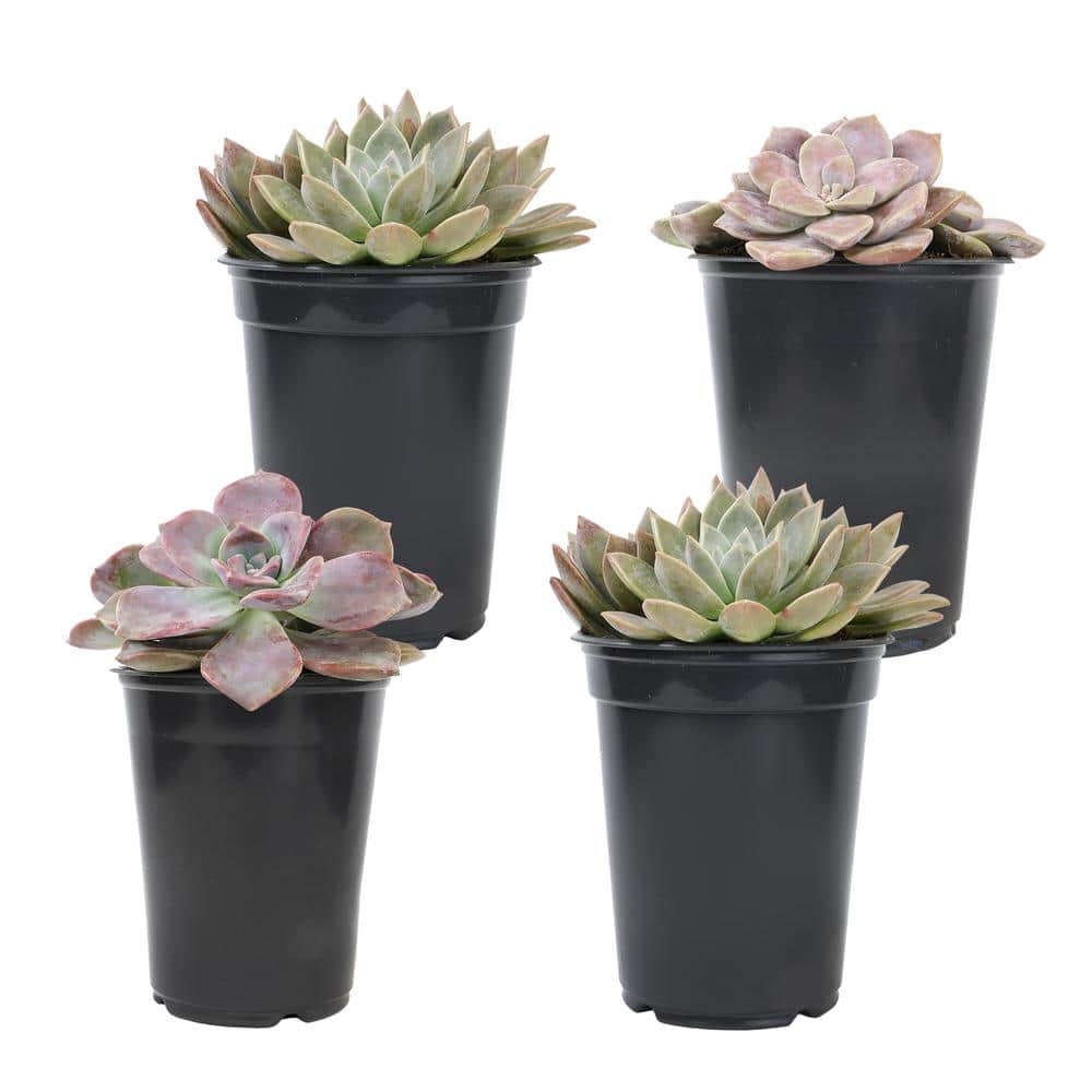 SMART PLANET 1 qt. Graptopetalum Assorted Succulents(4-Pack) 0872634