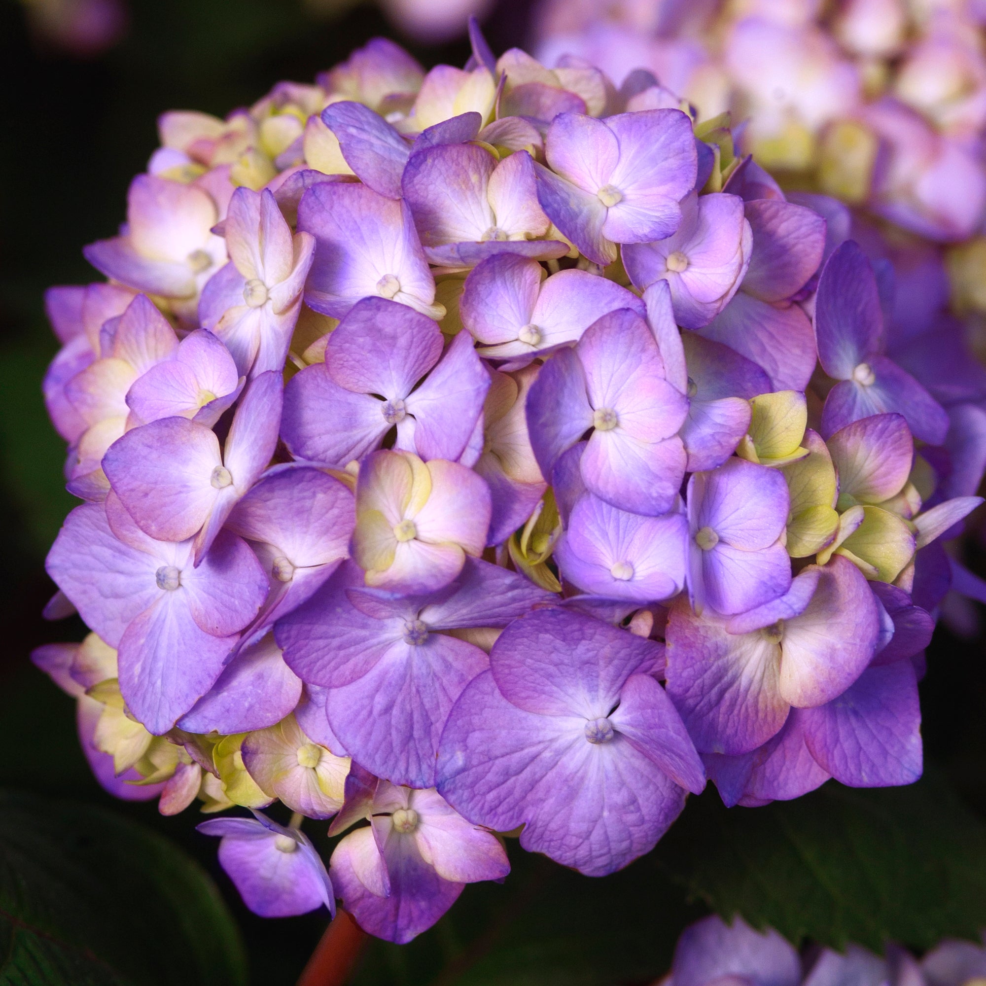 Endless Summer Hydrangea Bloomstruck Live Shrub (3 Gallon)