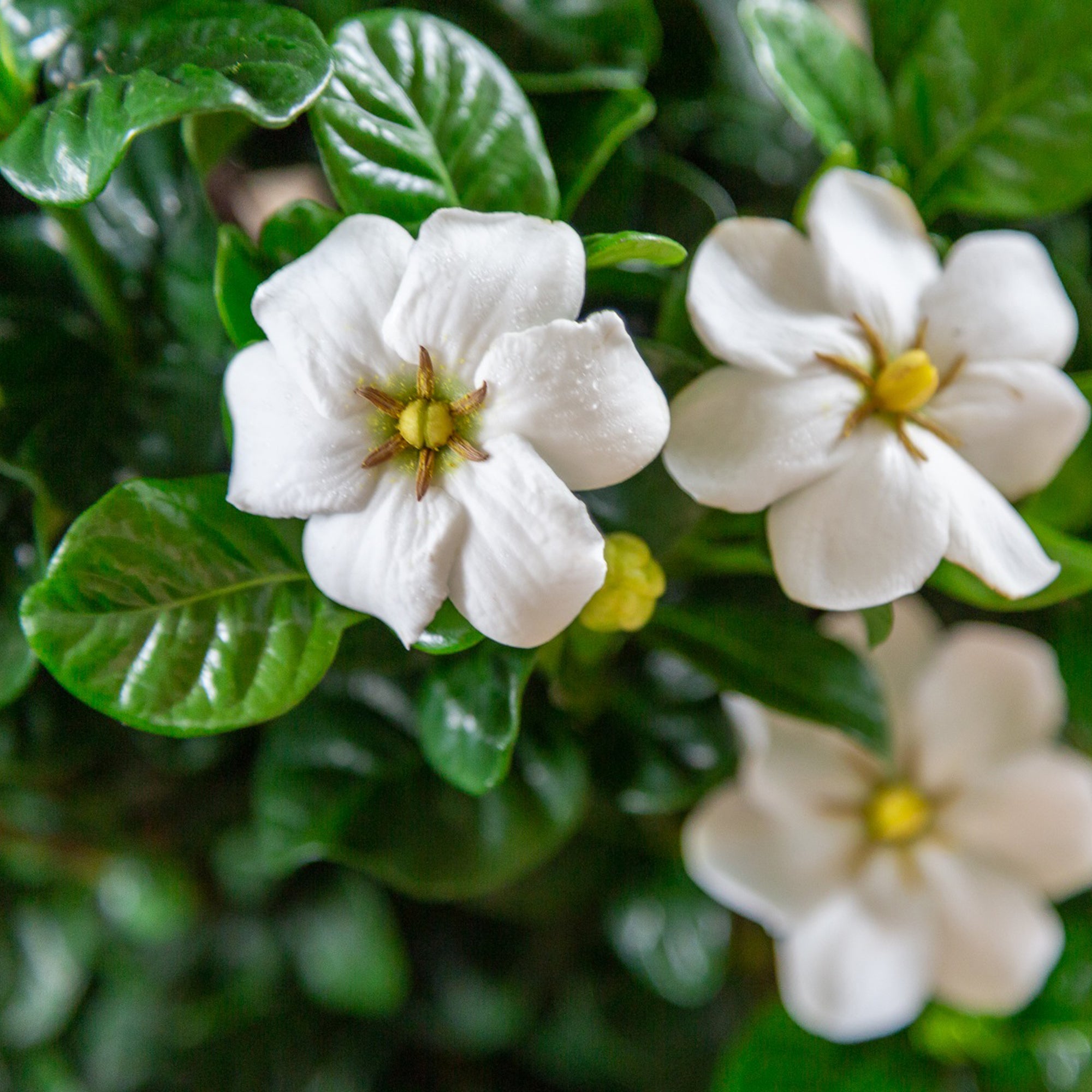 2 Gal Southern Living Gardenia Diamond Spire Live Shrubs